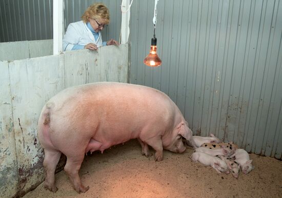 Прооперированная роботом свинья Роза родила шестерых поросят