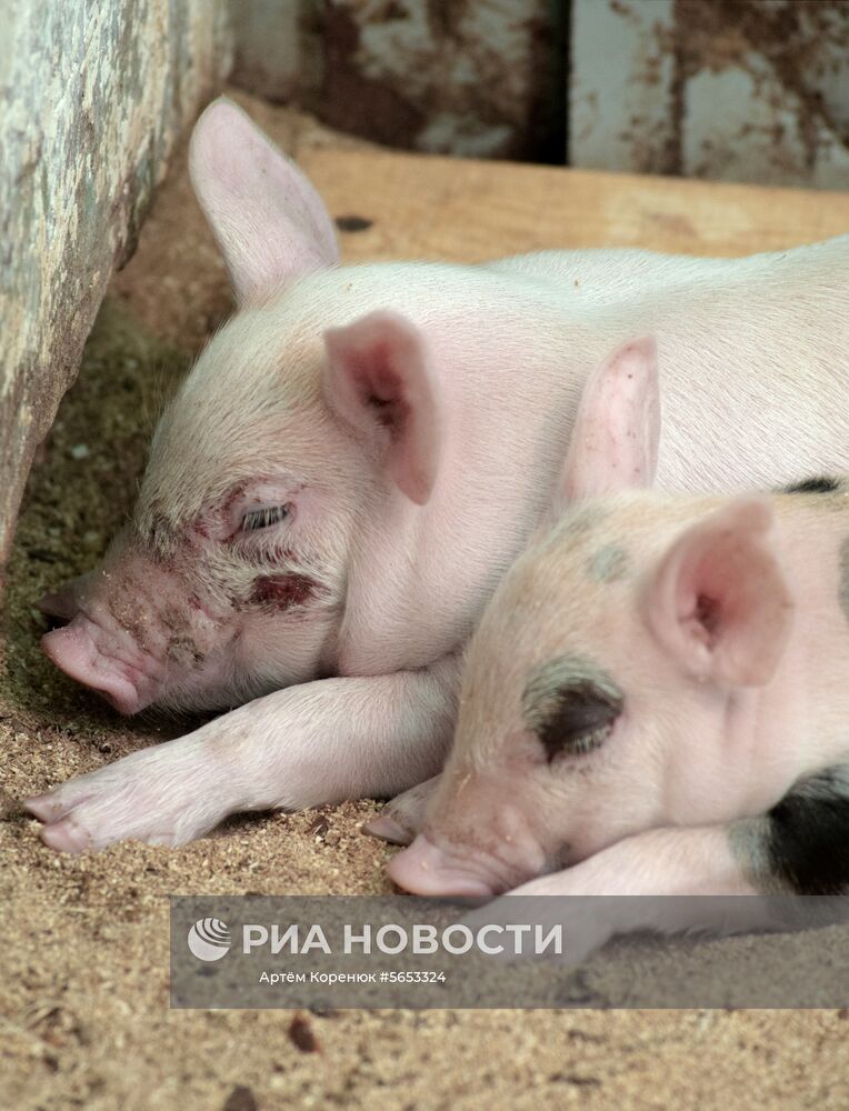 Прооперированная роботом свинья Роза родила шестерых поросят
