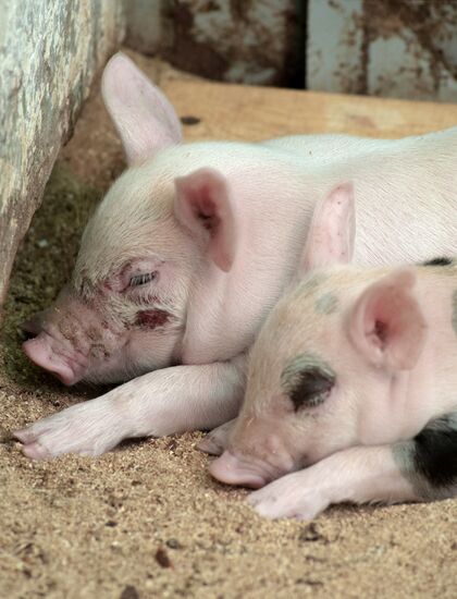 Прооперированная роботом свинья Роза родила шестерых поросят