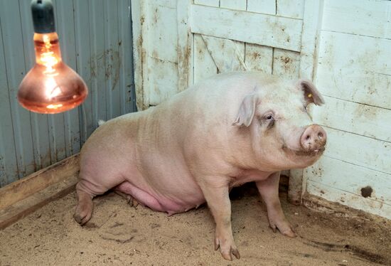 Прооперированная роботом свинья Роза родила шестерых поросят