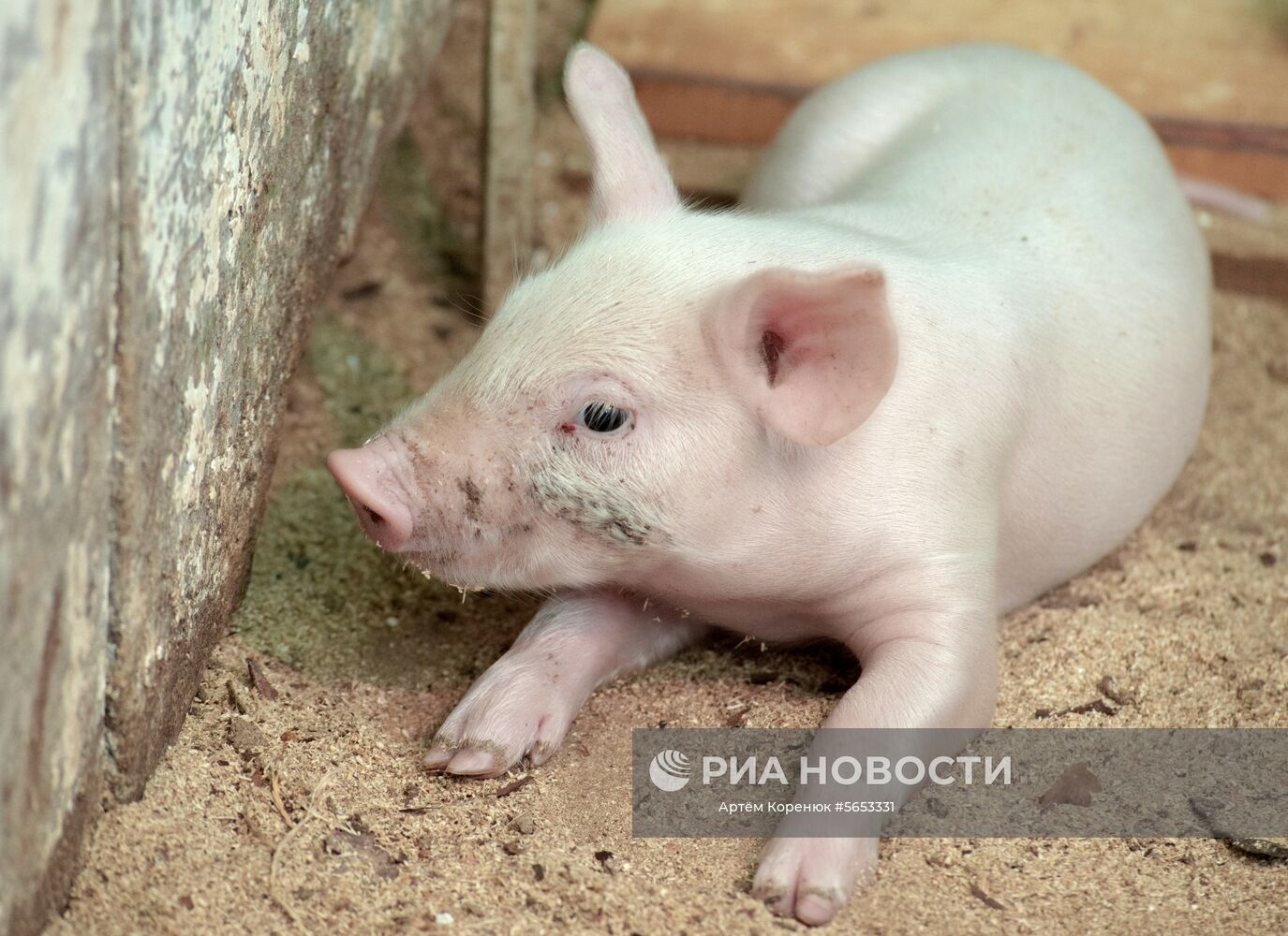 Прооперированная роботом свинья Роза родила шестерых поросят