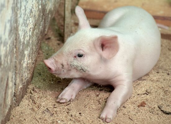 Прооперированная роботом свинья Роза родила шестерых поросят