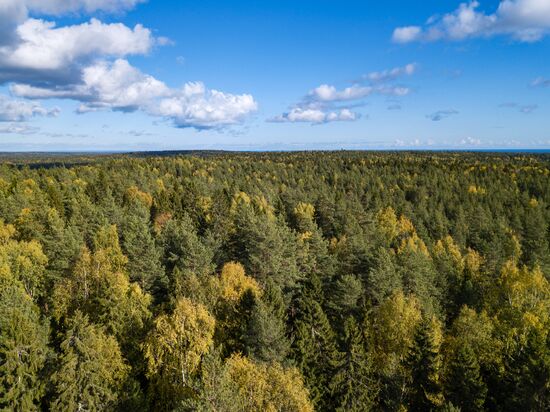 Заказник "Заозерский" в Карелии 