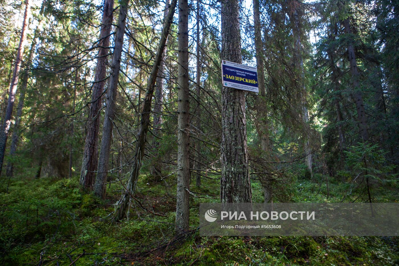 Заказник "Заозерский" в Карелии 