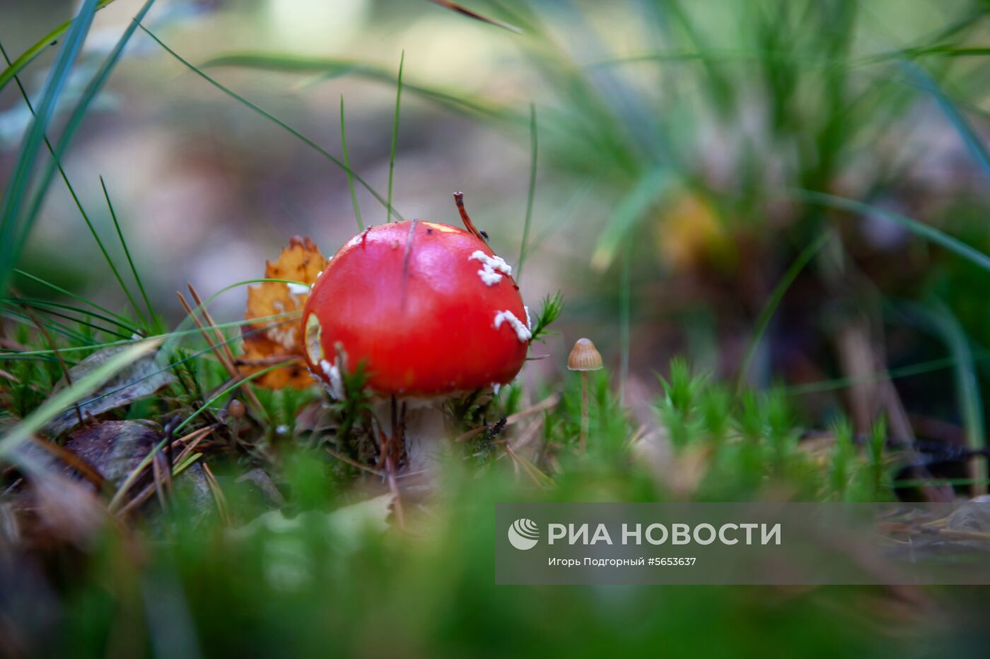 Заказник "Заозерский" в Карелии 