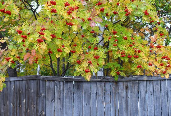 Осень в Омской области