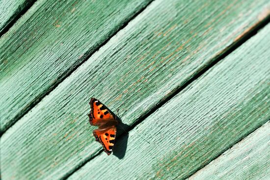 Осень в Омской области