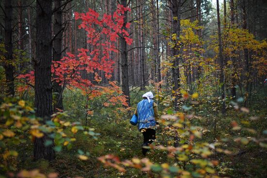 Осень в Омской области