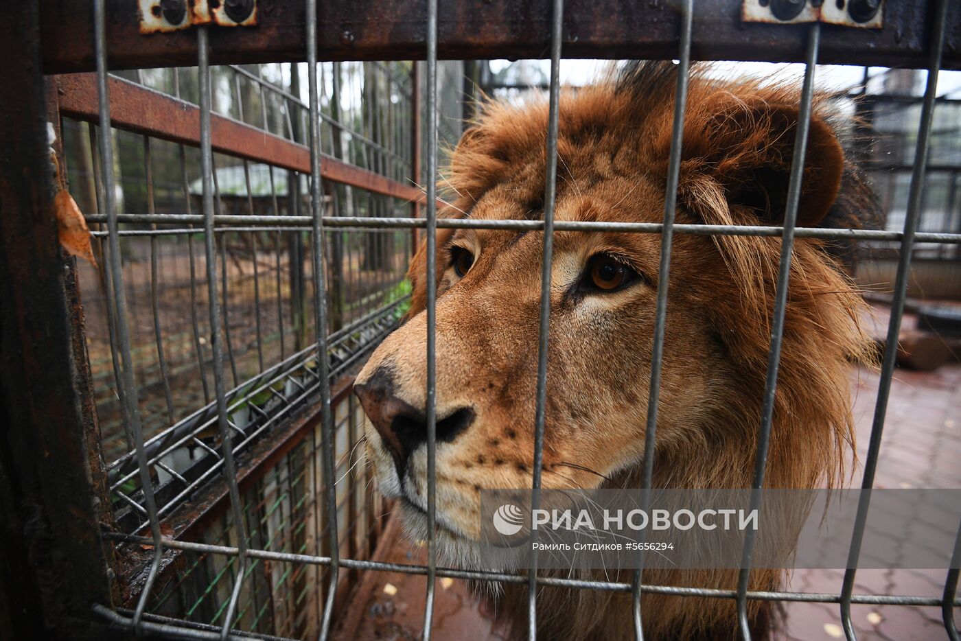 Центр передержки диких животных