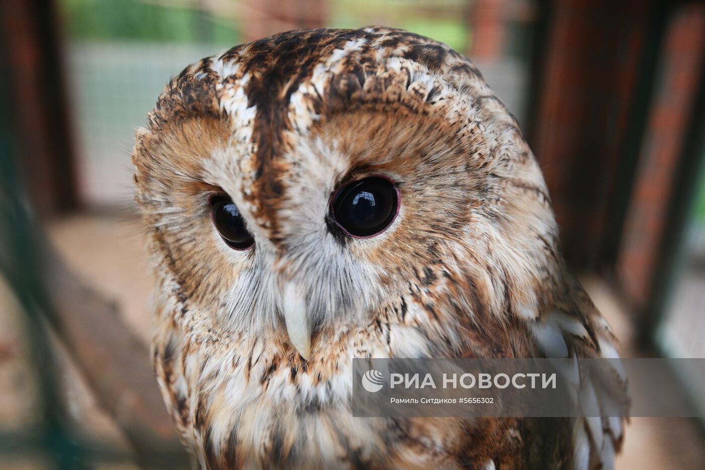 Центр передержки диких животных