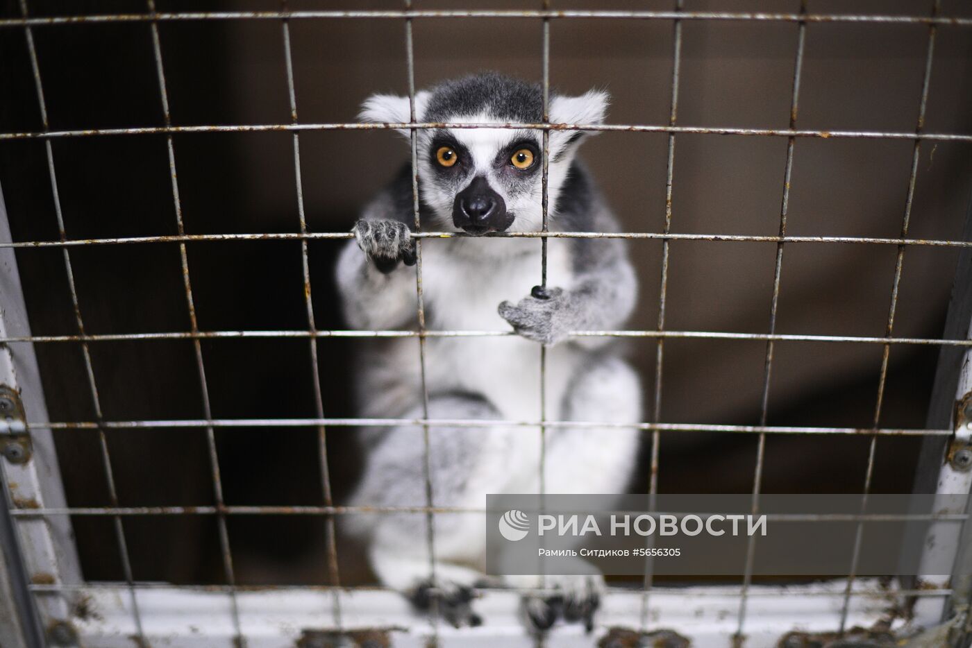 Центр передержки диких животных