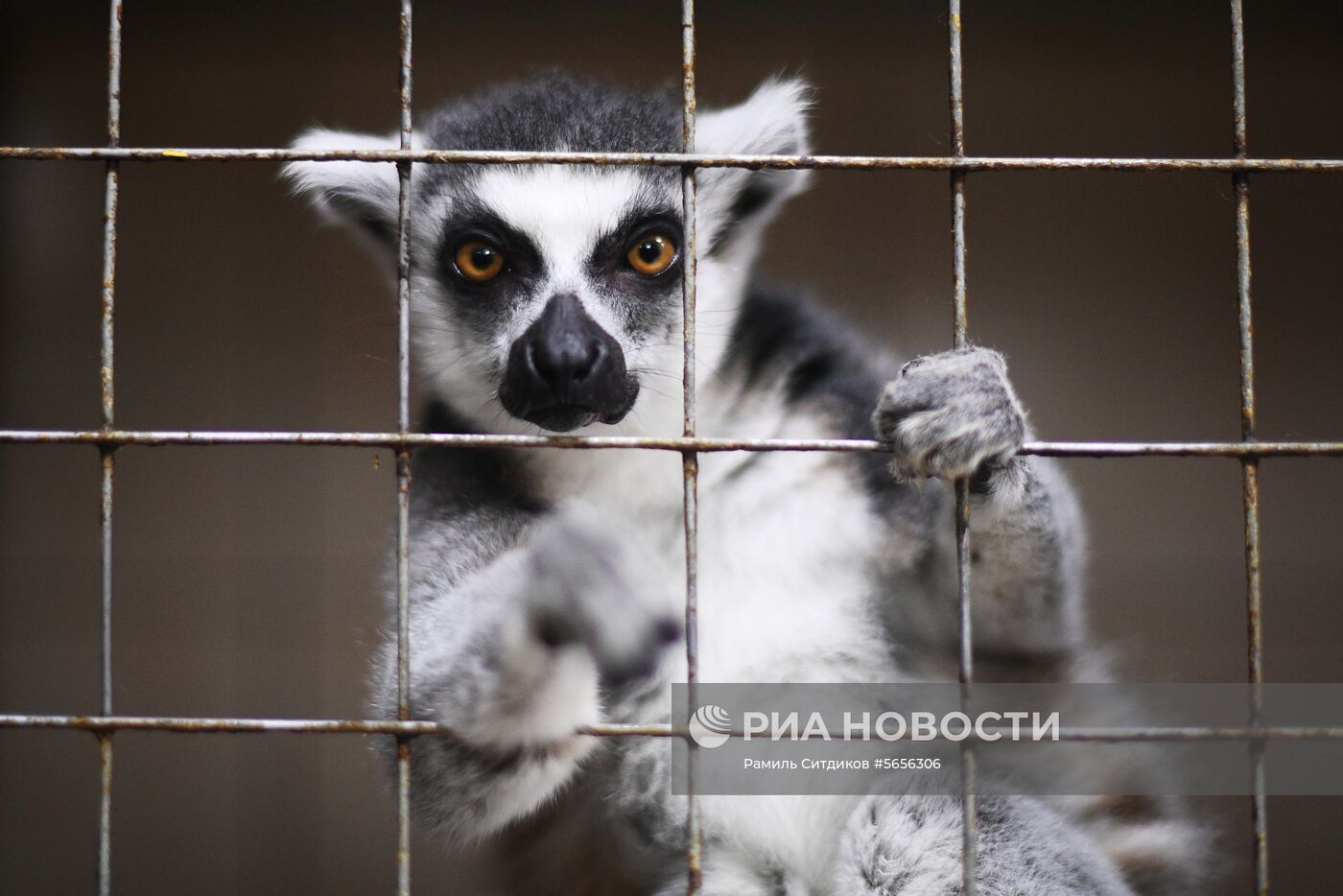 Центр передержки диких животных