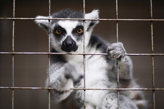 Центр передержки диких животных