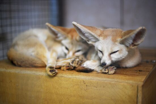 Центр передержки диких животных
