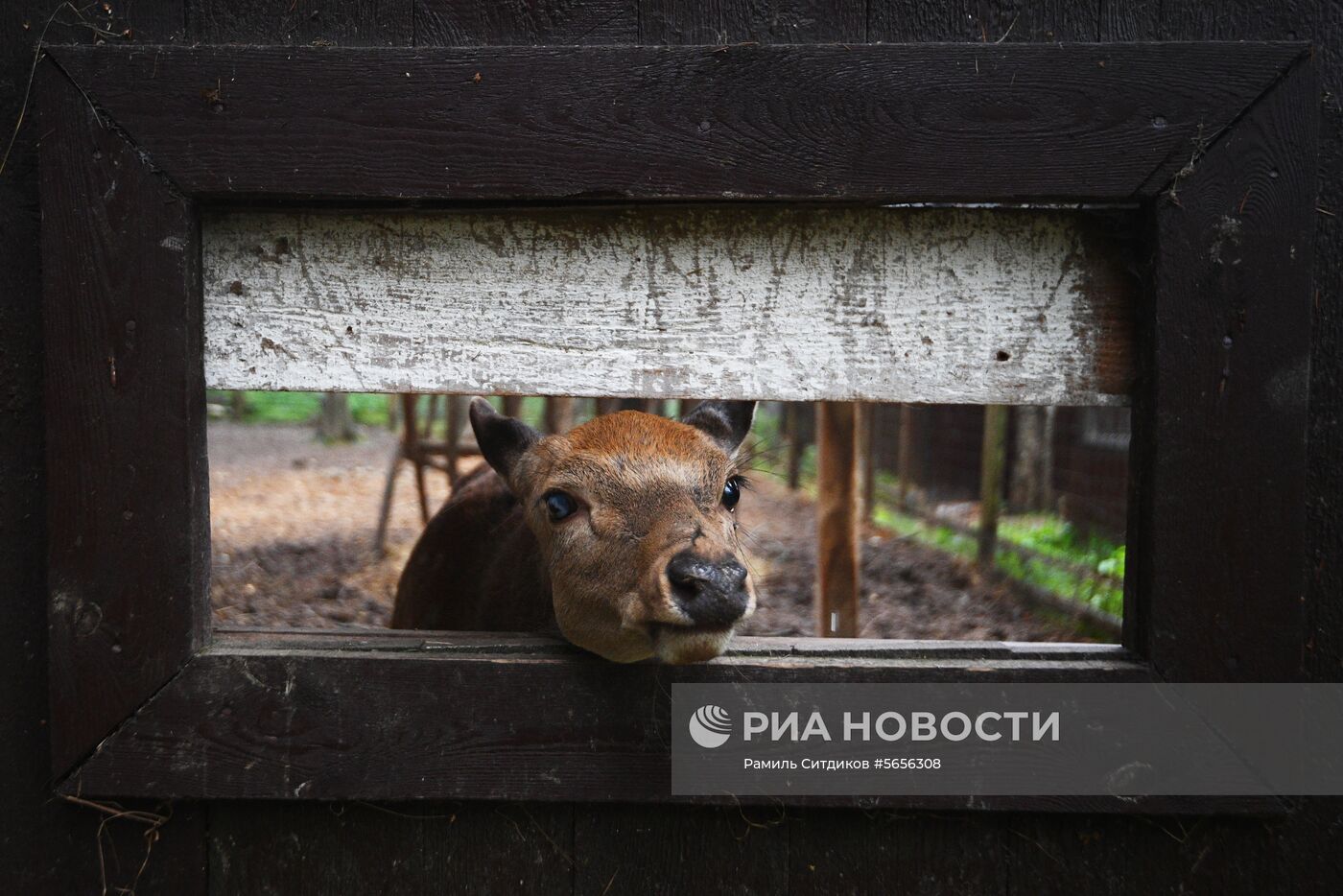 Центр передержки диких животных