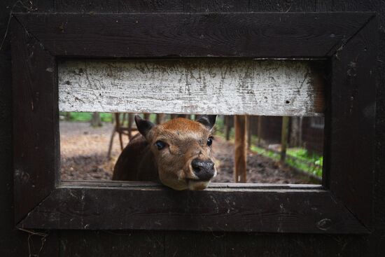 Центр передержки диких животных