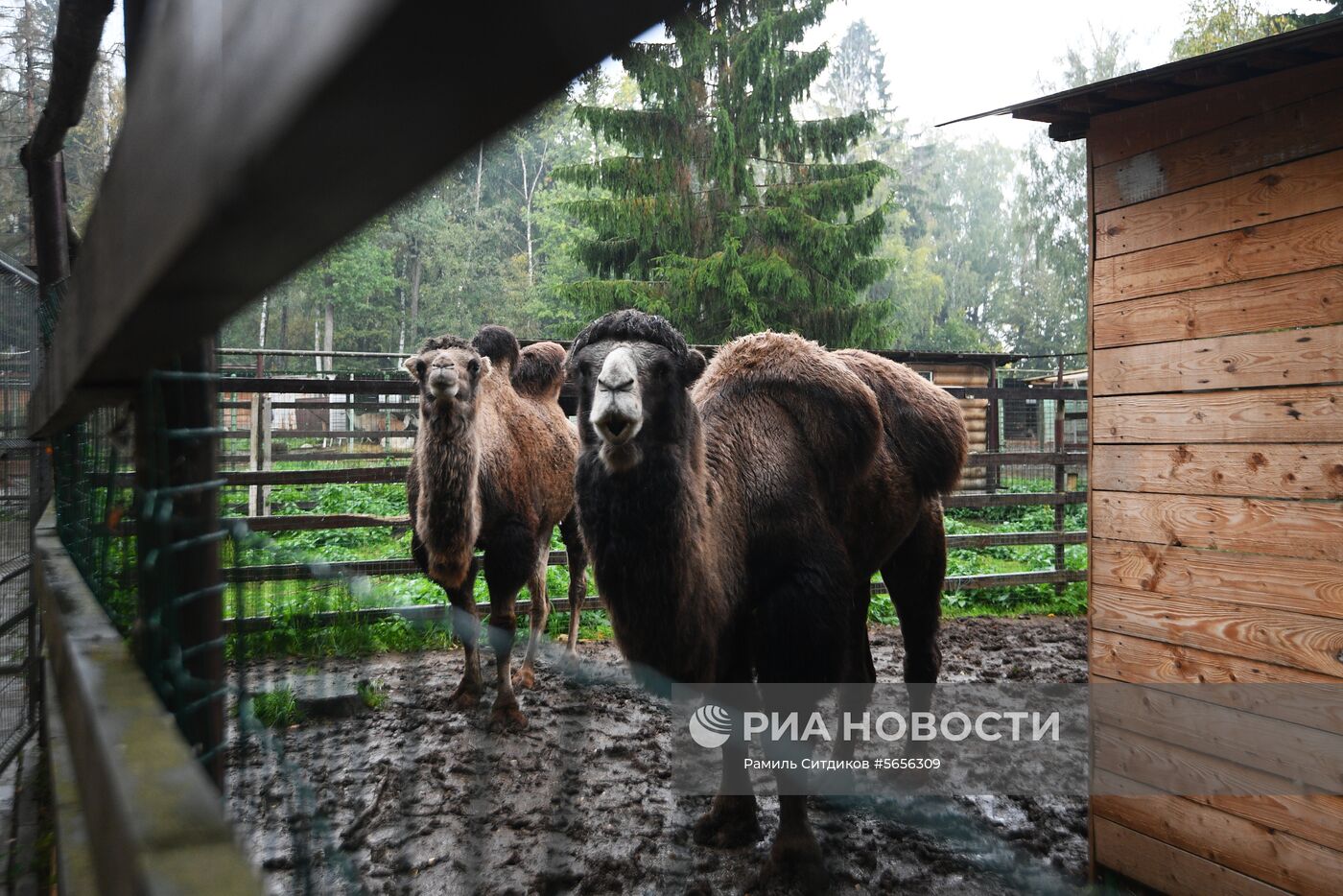 Центр передержки диких животных