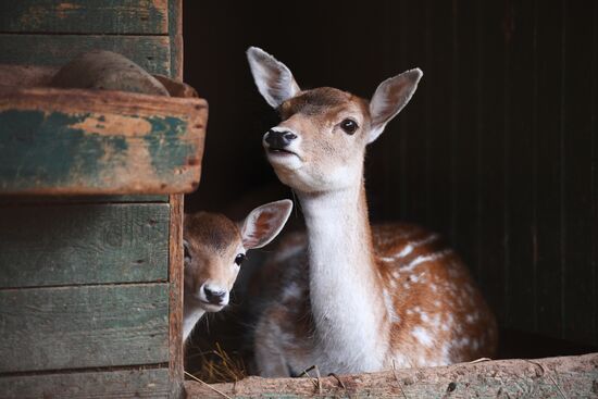 Центр передержки диких животных