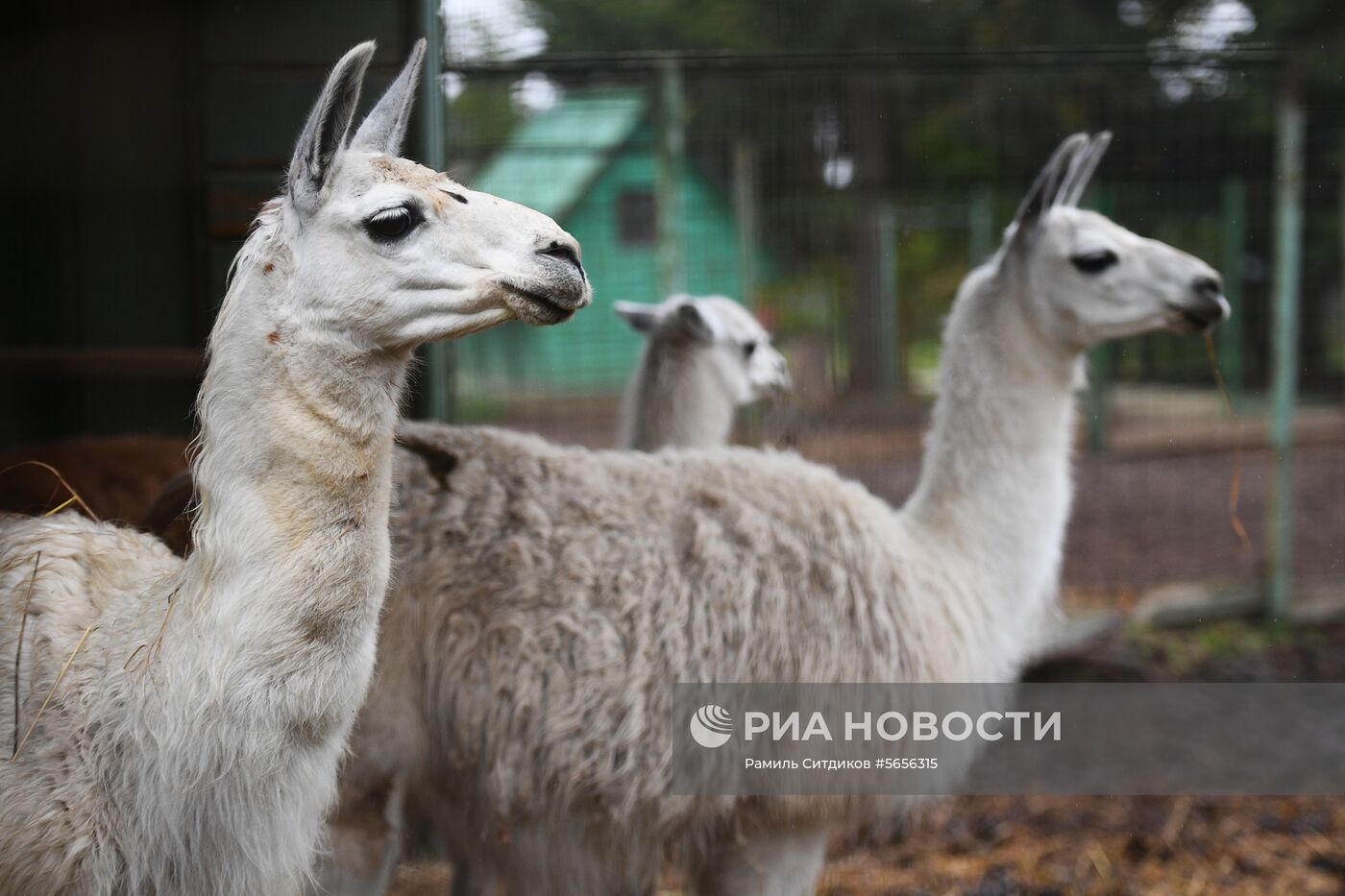 Центр передержки диких животных
