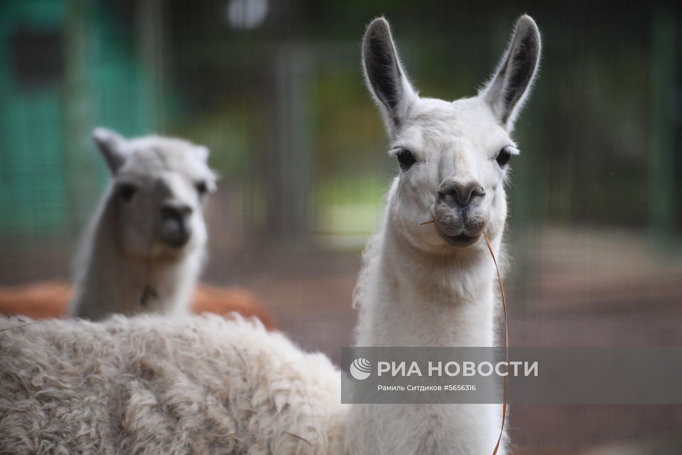 Центр передержки диких животных