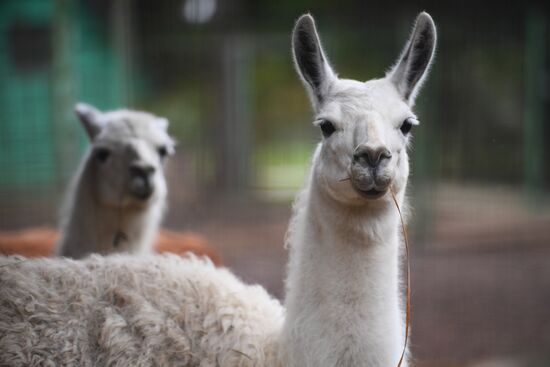 Центр передержки диких животных