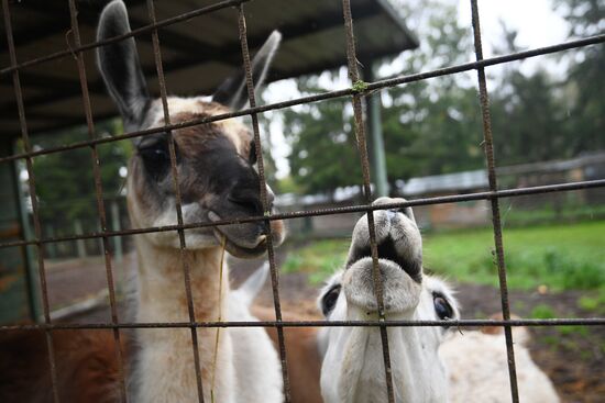 Центр передержки диких животных