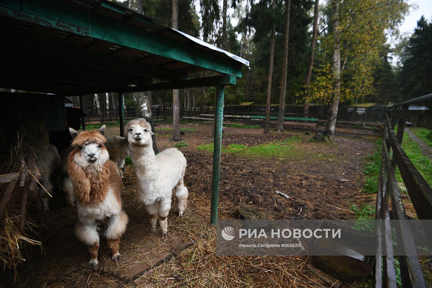 Центр передержки диких животных