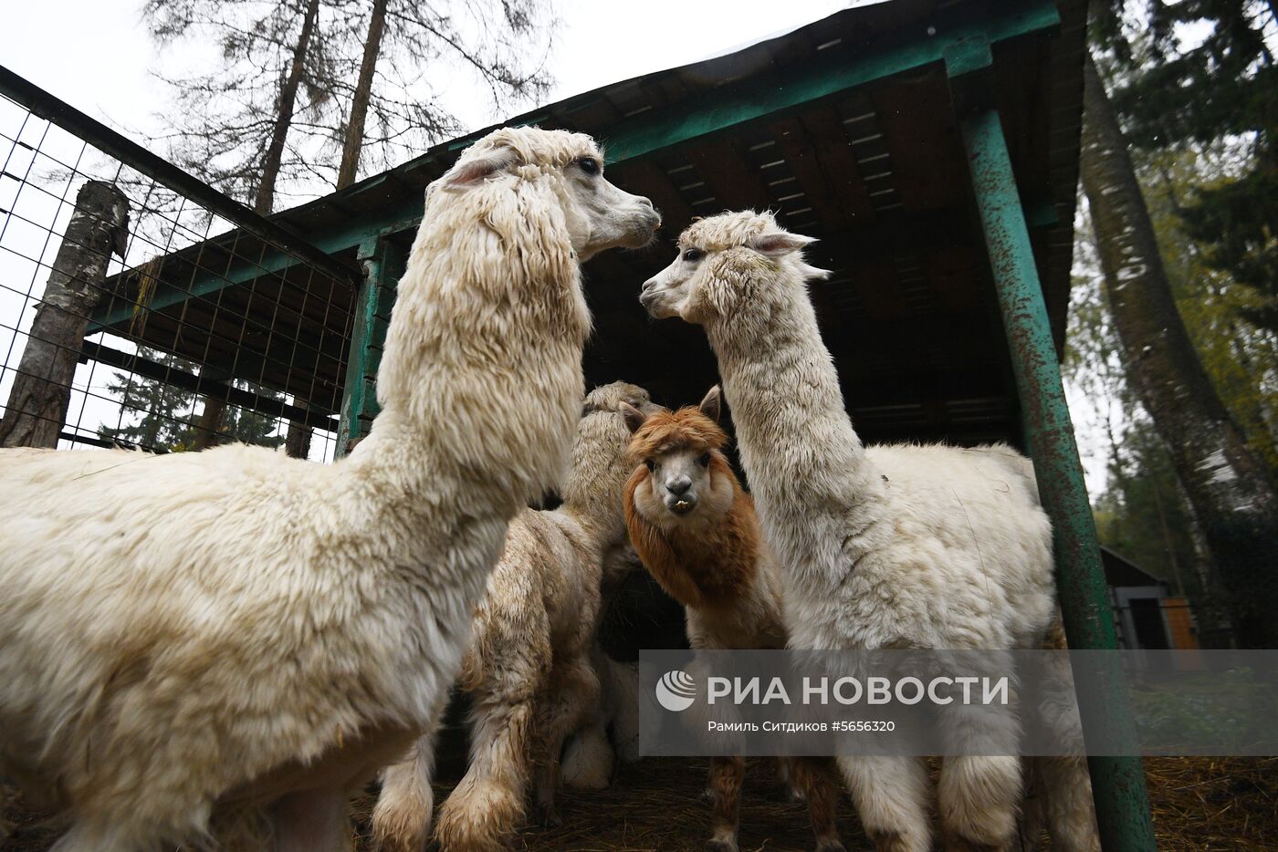 Центр передержки диких животных