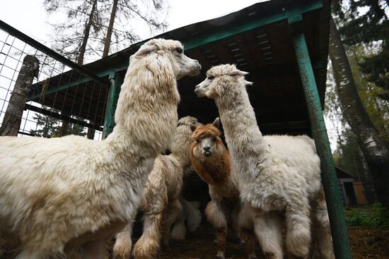 Центр передержки диких животных