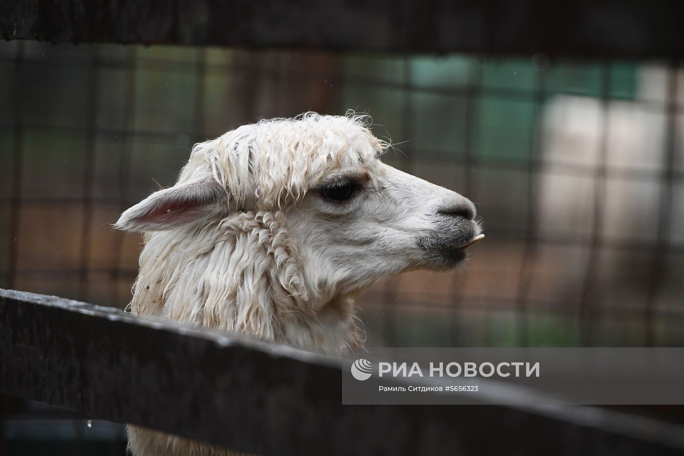 Центр передержки диких животных