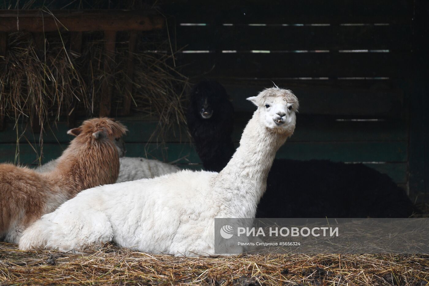 Центр передержки диких животных