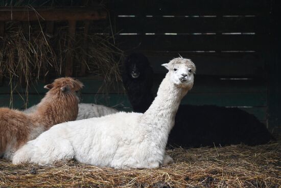 Центр передержки диких животных