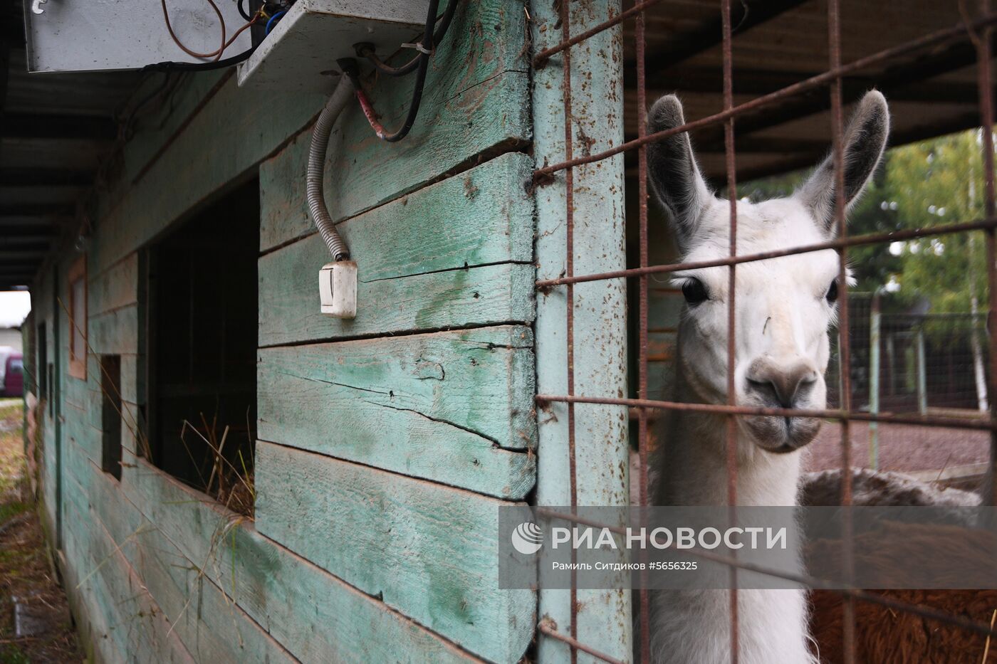 Центр передержки диких животных