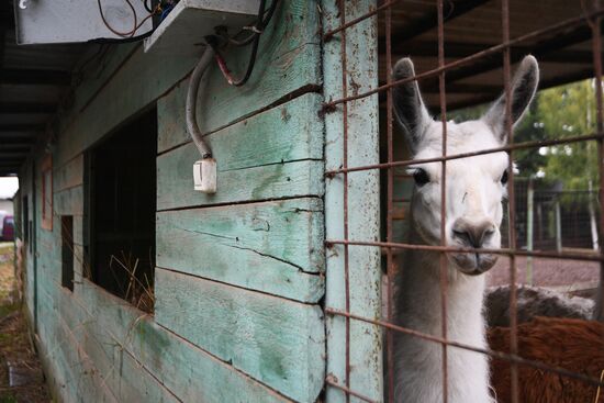 Центр передержки диких животных