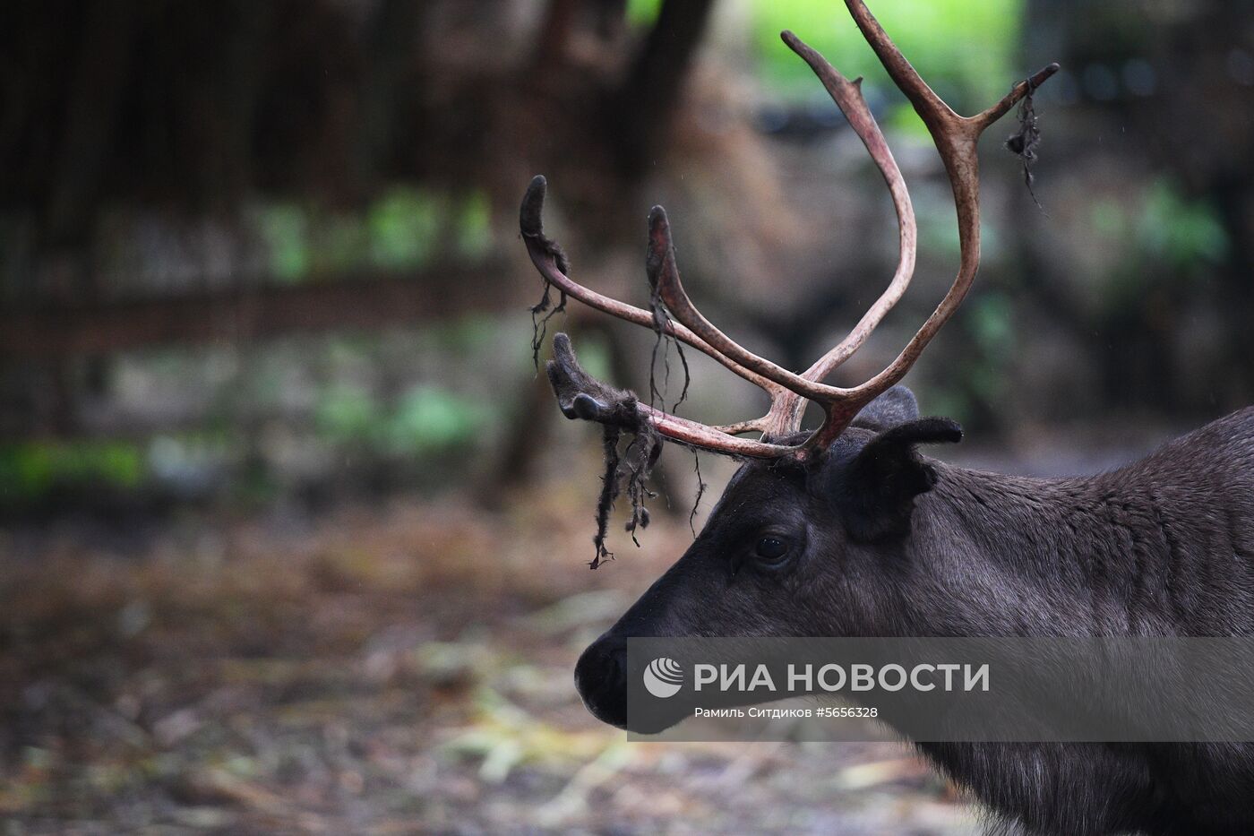 Центр передержки диких животных