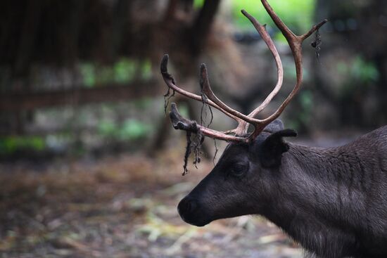 Центр передержки диких животных