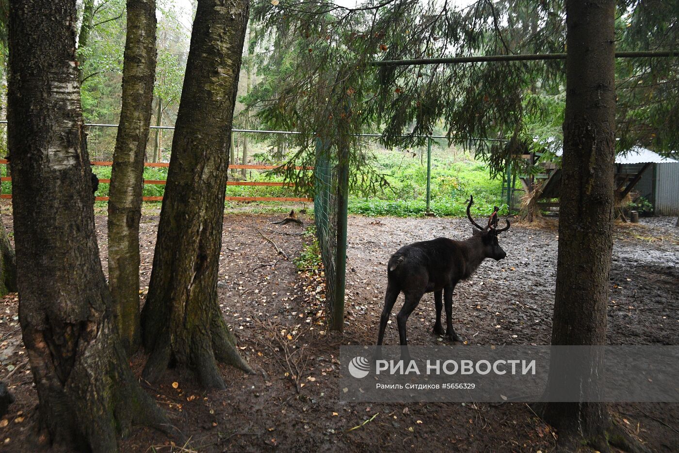 Центр передержки диких животных