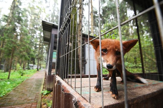 Центр передержки диких животных