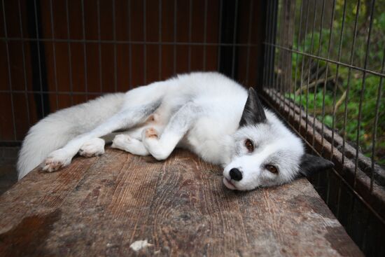 Центр передержки диких животных