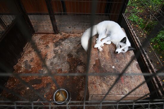 Центр передержки диких животных