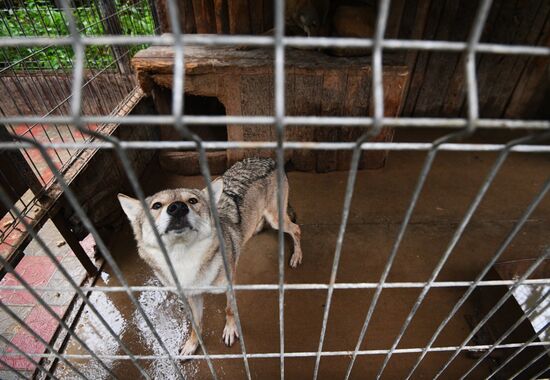 Центр передержки диких животных