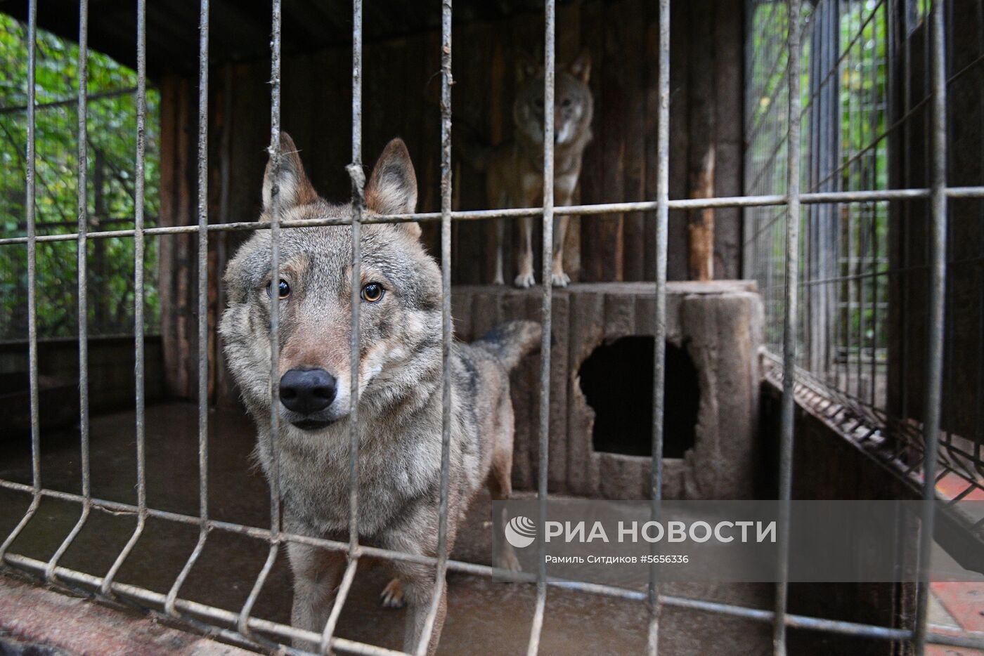 Центр передержки диких животных