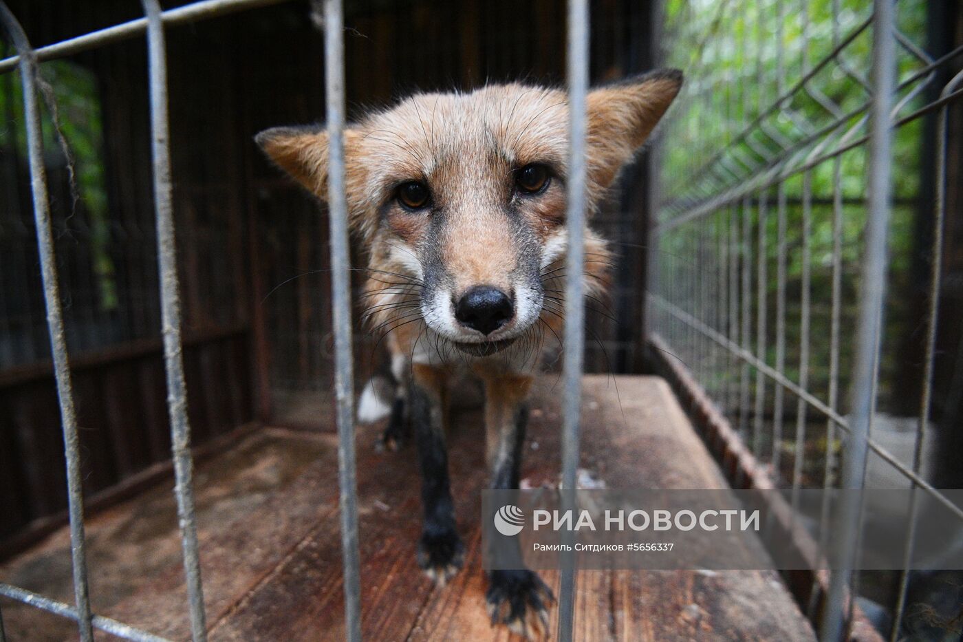 Центр передержки диких животных