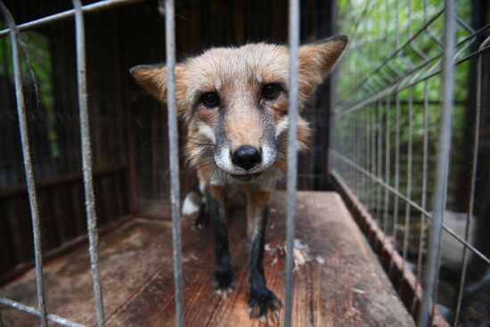 Центр передержки диких животных