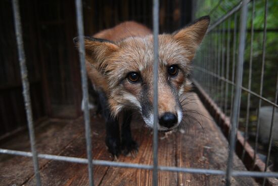 Центр передержки диких животных