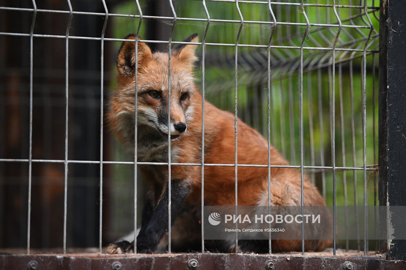 Центр передержки диких животных