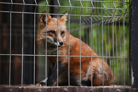 Центр передержки диких животных