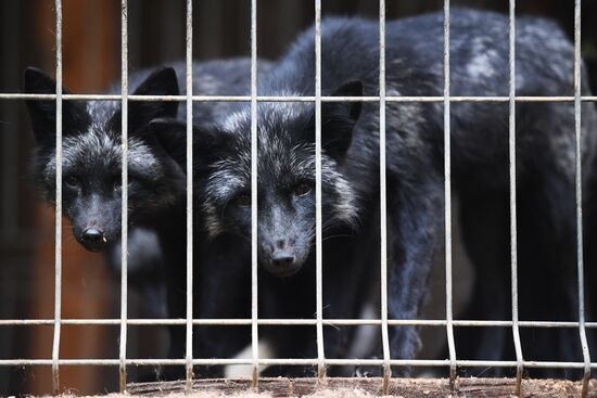 Центр передержки диких животных