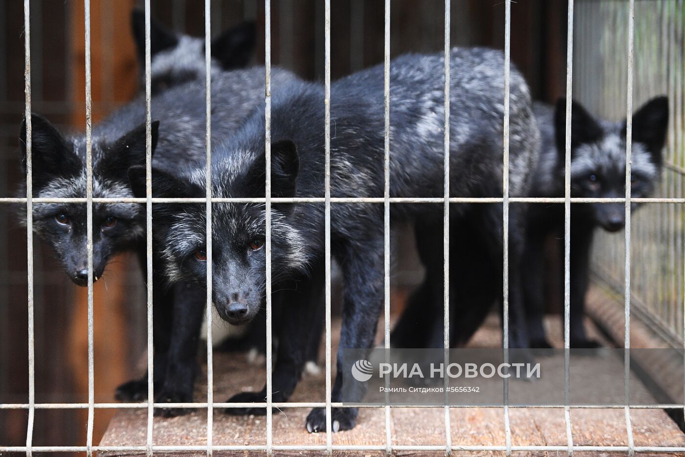 Центр передержки диких животных