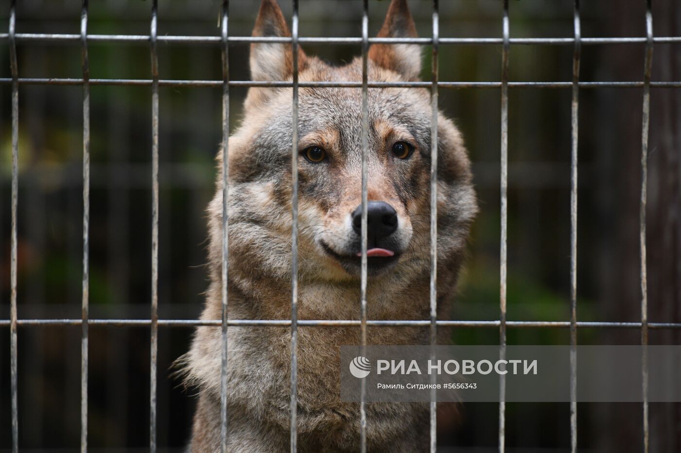 Центр передержки диких животных